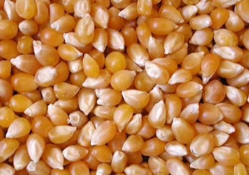  Natural Maize Seeds